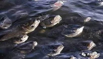 如何預防龍魚頻繁浮頭？：如何防止龍魚頻繁浮頭