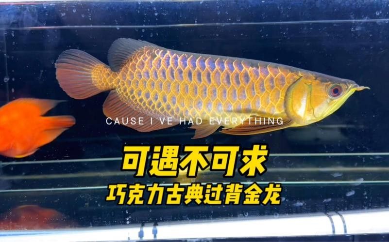 龍魚黑缸適合哪些品種：哪些龍魚品種適合黑缸養殖？