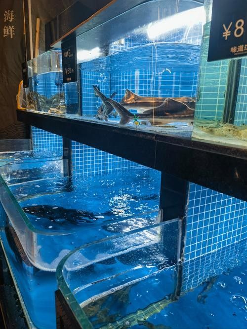 南充哪個水族館龍魚好？祥龍魚場龍魚：南充最受歡迎的水族館祥龍魚場·進口元寶鳳凰魚飼養全指南