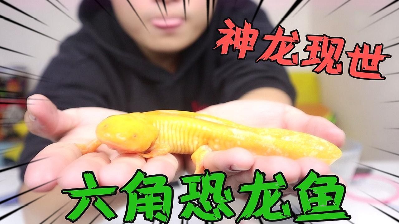 如何判斷六角龍魚品種的優(yōu)劣：六角龍魚品種的優(yōu)劣從以下幾個(gè)方面進(jìn)行判斷其品種的優(yōu)劣