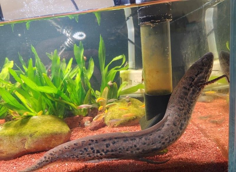 肺魚和恐龍魚哪個更難養？：探討肺魚和恐龍魚哪個更難養恐龍魚飼養技巧揭秘