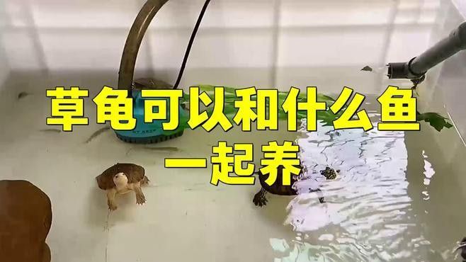 草金魚和哪種龜混養最和諧？：草金魚與烏龜混養前必看3個關鍵點萌寵百科小圓圓