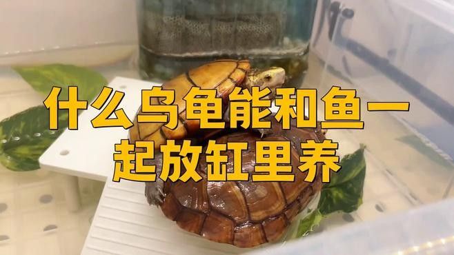 草金魚和哪種龜混養最和諧？：草金魚與烏龜混養前必看3個關鍵點萌寵百科小圓圓