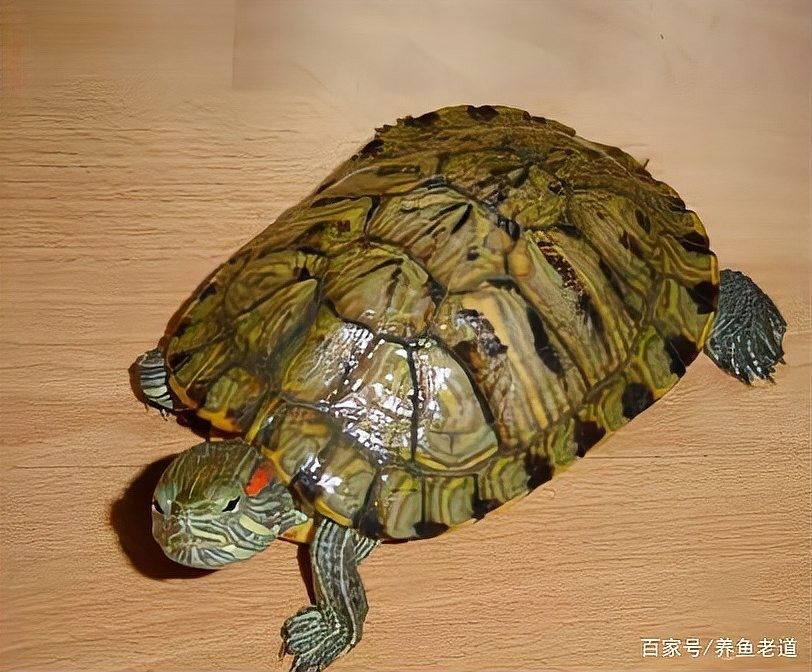 草金魚和哪種龜混養最和諧？：草金魚與烏龜混養前必看3個關鍵點萌寵百科小圓圓