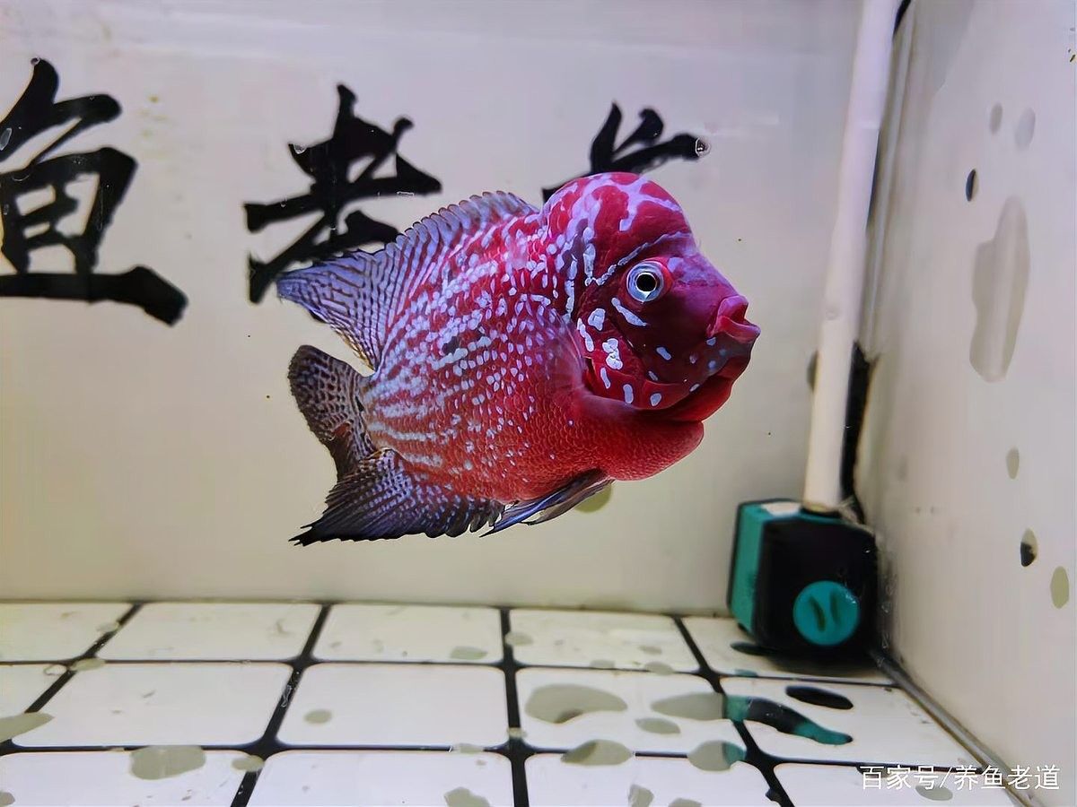龍魚沒狀態多久會死：養魚老道龍魚沒狀態如何急救，2分鐘帶你認識5大死亡原因