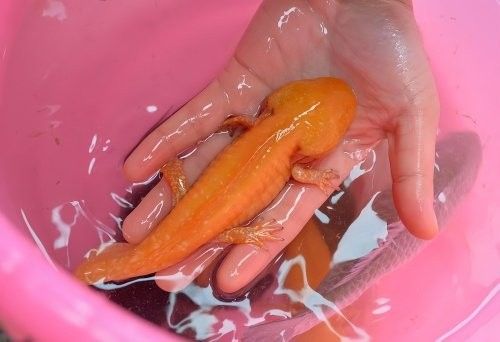 龍魚沒狀態多久會死：養魚老道龍魚沒狀態如何急救，2分鐘帶你認識5大死亡原因