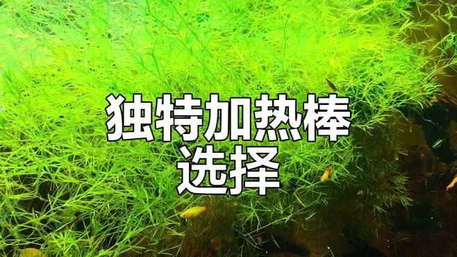 如何選擇合適的加熱棒：魚缸加熱棒大小如何選擇溫度降低、魚缸加熱棒的功率