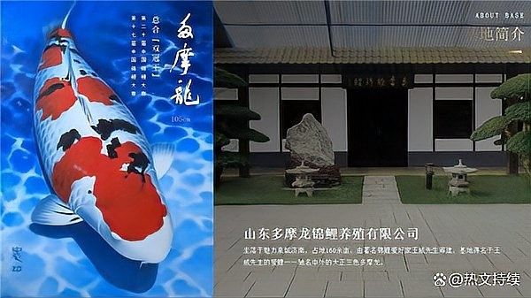 濟南龍魚養(yǎng)殖場地址：山東多摩龍錦鯉基地或濟陽鴻園漁場有龍魚嗎