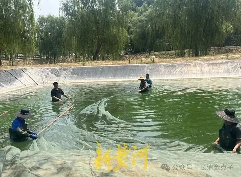 濟南龍魚養(yǎng)殖場地址：山東多摩龍錦鯉基地或濟陽鴻園漁場有龍魚嗎