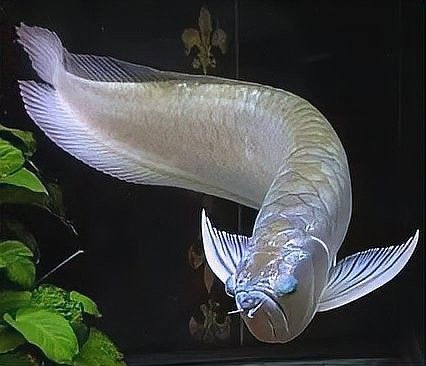 紅龍魚突眼病有哪些癥狀？：微信公眾平臺觀賞魚突眼病治療方法大全~