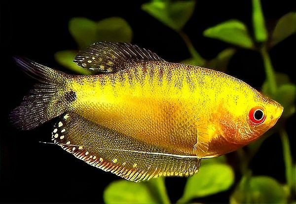 曼龍魚吃什么活餌：曼龍魚的飼養(yǎng)指南 曼龍魚吃什么活餌：曼龍魚的飼養(yǎng)指南 龍魚百科 第12張