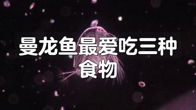 曼龍魚吃什么活餌：曼龍魚的飼養(yǎng)指南 曼龍魚吃什么活餌：曼龍魚的飼養(yǎng)指南 龍魚百科 第8張