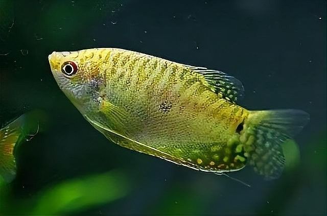 曼龍魚吃什么活餌：曼龍魚的飼養(yǎng)指南 曼龍魚吃什么活餌：曼龍魚的飼養(yǎng)指南 龍魚百科 第11張