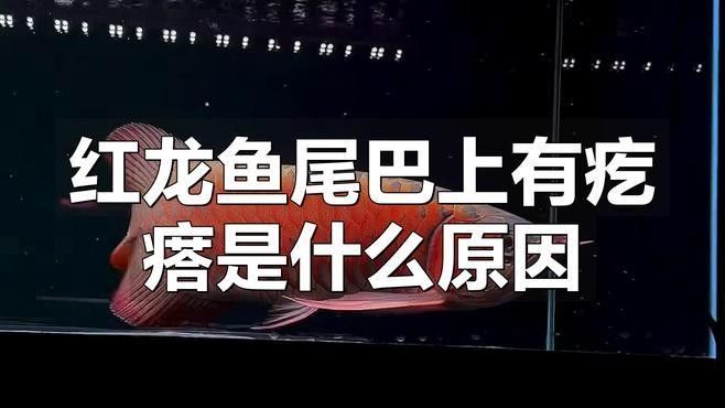 紅龍魚尾巴長白色疙瘩會自愈嗎：紅龍魚尾巴上出現(xiàn)白色疙瘩是怎么回事？