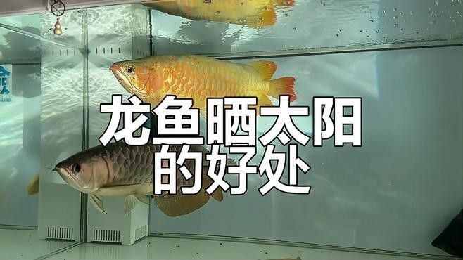 自然光對金龍魚有哪些具體好處？：自然光對金龍魚的具體好處