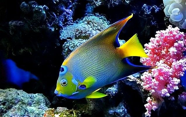 如何預防龍魚再次感染白色絮狀物：如何有效預防龍魚再次感染白色絮狀物