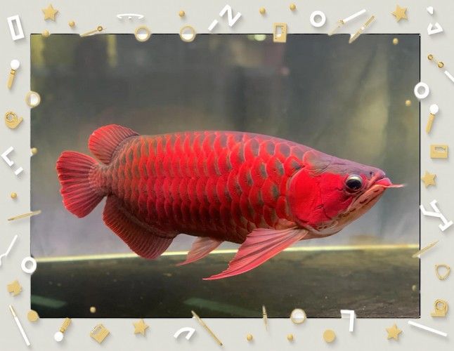 紅金龍魚的市場(chǎng)價(jià)格走勢(shì)：紅金龍魚價(jià)格一般多少錢一條