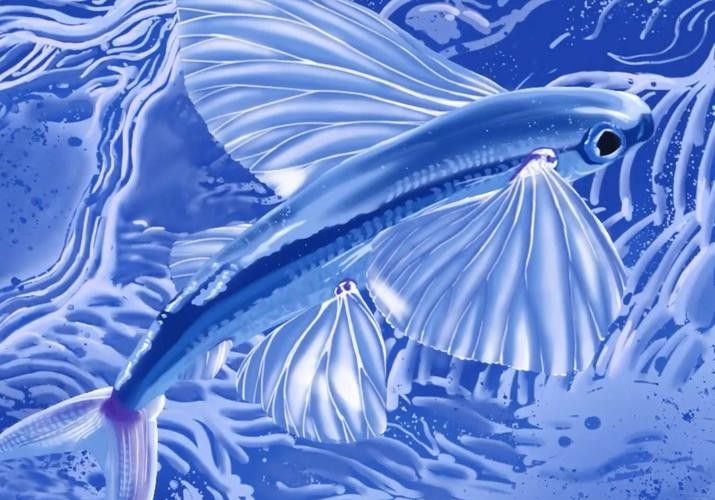 有沒(méi)有飛龍魚(yú)卡通手繪圖片？：飛龍魚(yú)卡通手繪