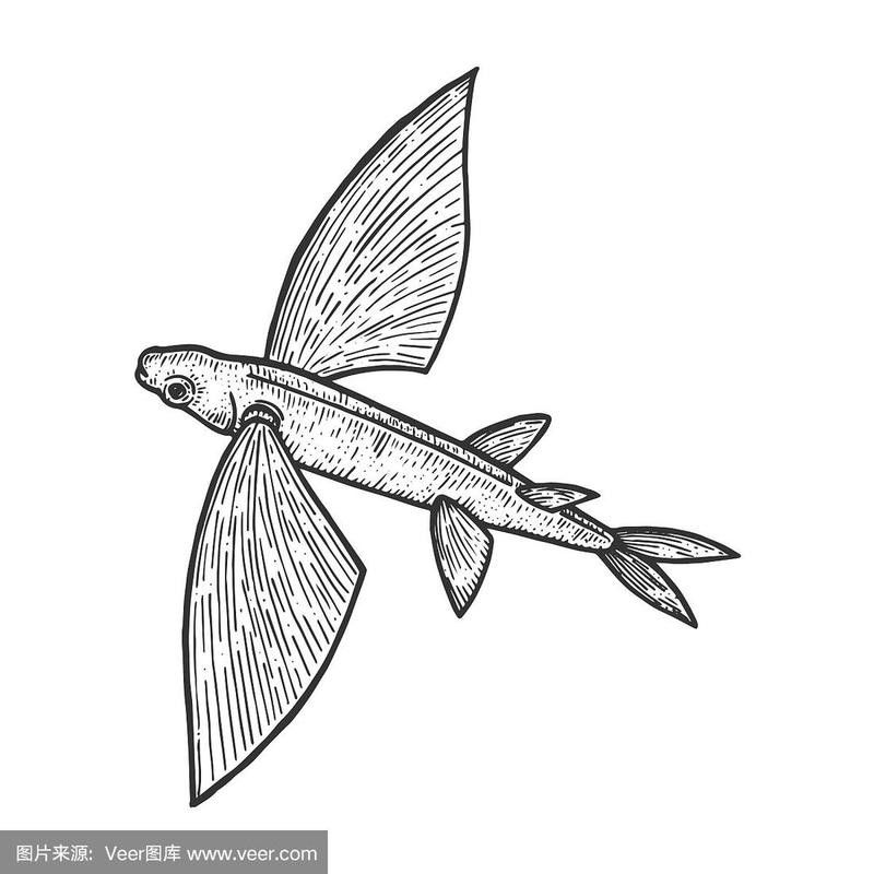 有沒(méi)有飛龍魚(yú)卡通手繪圖片？：飛龍魚(yú)卡通手繪
