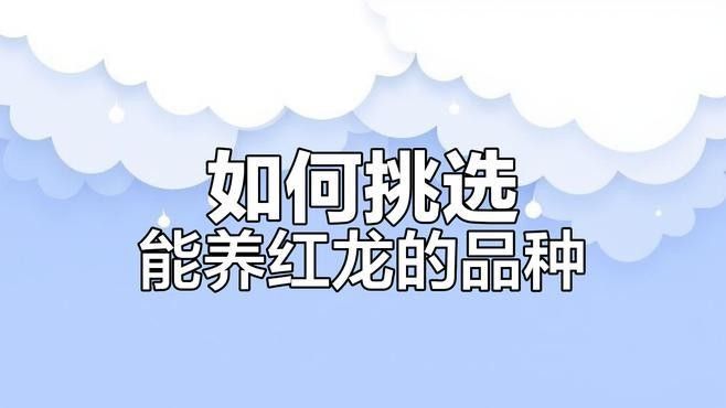如何優化紅龍的鰓部發色：原龍工作室-將軍、巴婁 如何優化紅龍的鰓部發色：原龍工作室-將軍、巴婁 龍魚百科 第2張