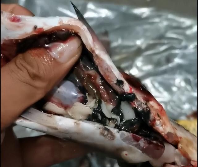 如何區(qū)分龍魚感染哪種寄生蟲：魚感染寄生蟲怎么辦