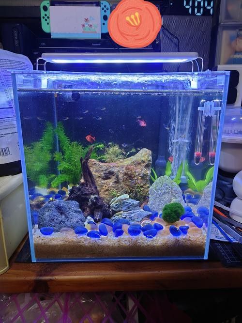 雷龍魚缸蓋子材質有哪些選擇：雷龍魚缸蓋子的材質選擇對于維護魚缸的美觀和功能性至關重要