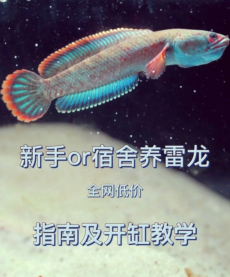 雷龍魚缸蓋子材質有哪些選擇：雷龍魚缸蓋子的材質選擇對于維護魚缸的美觀和功能性至關重要