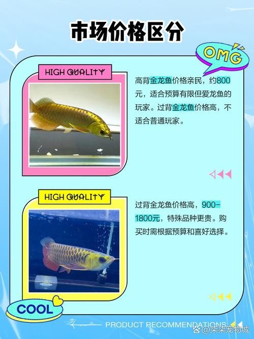 龍魚市場價格范圍，龍魚市場價格呈現(xiàn)出一定的波動性