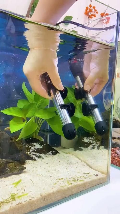六角龍魚缸加熱棒應(yīng)該放在哪里：角龍魚缸加熱棒的擺放位置
