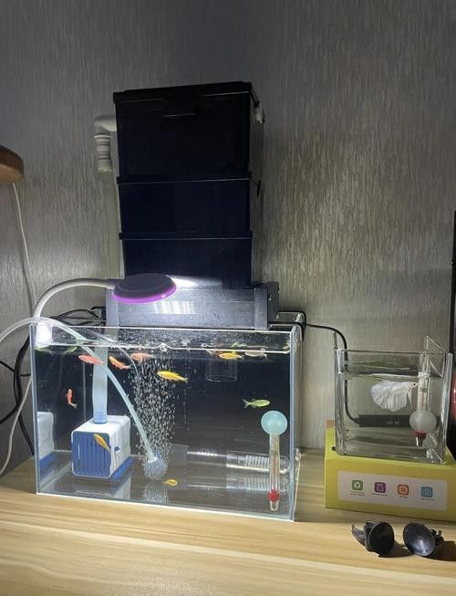 六角龍魚缸加熱棒應(yīng)該放在哪里：角龍魚缸加熱棒的擺放位置