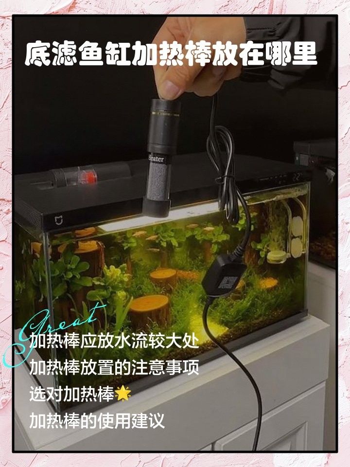 六角龍魚缸加熱棒應(yīng)該放在哪里：角龍魚缸加熱棒的擺放位置