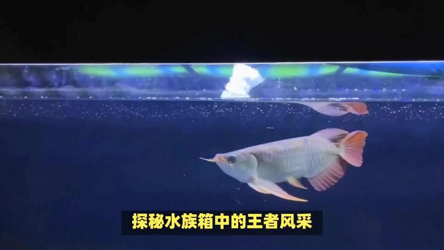 湖口哪個水族館龍魚好？祥龍魚場龍魚：湖口縣長江鄱陽湖水生物保護基地（江豚灣水族館）