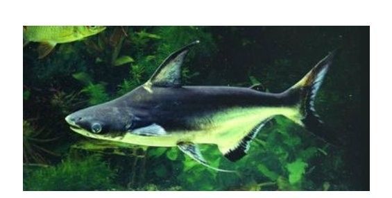 成吉思汗鯊魚混養需要注意什么：思汗鯊魚混養的幾個關鍵因素