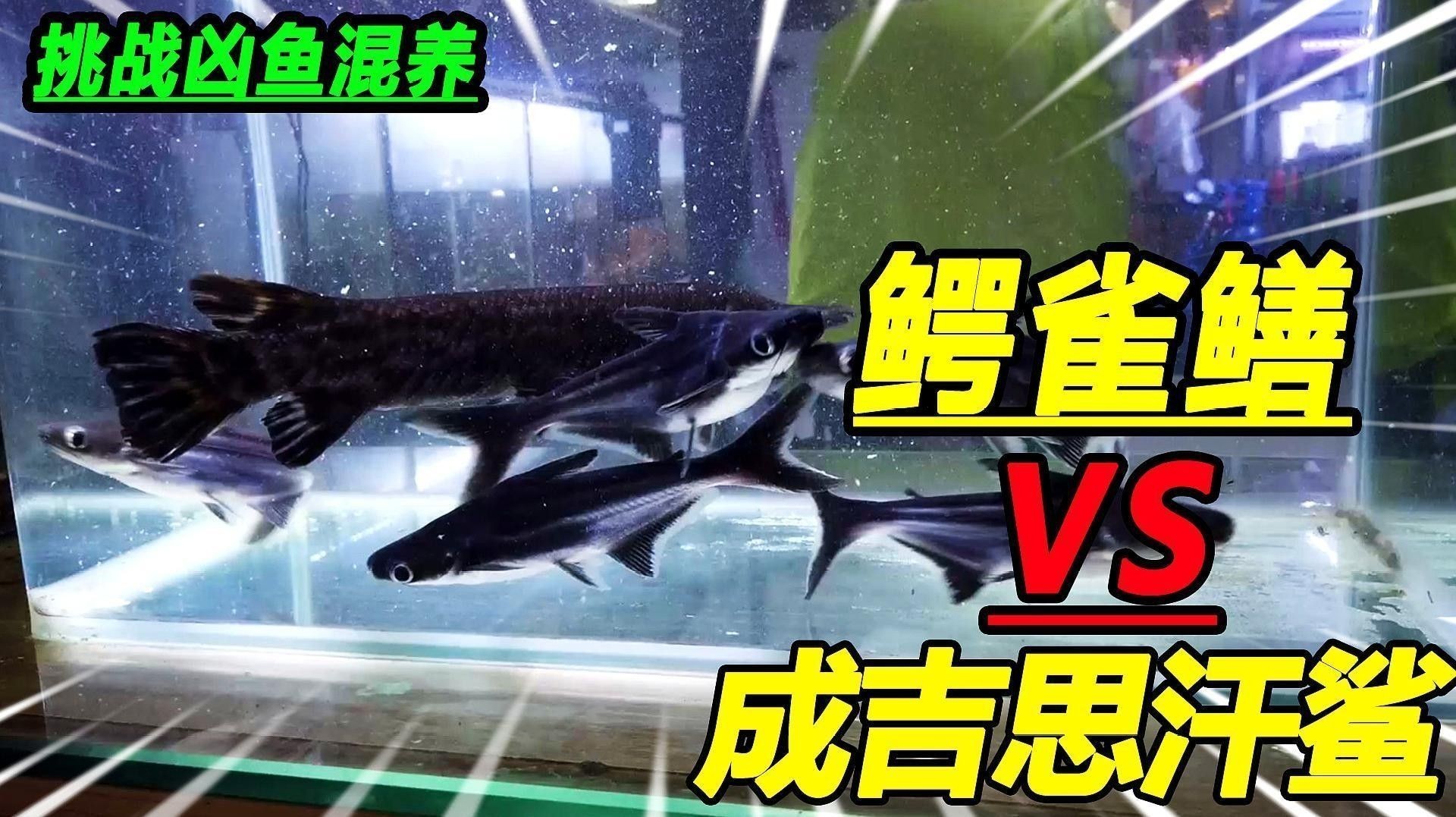 成吉思汗鯊魚混養需要注意什么：思汗鯊魚混養的幾個關鍵因素