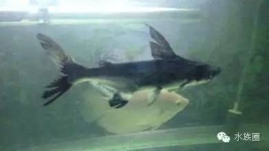 成吉思汗鯊魚混養需要注意什么：思汗鯊魚混養的幾個關鍵因素