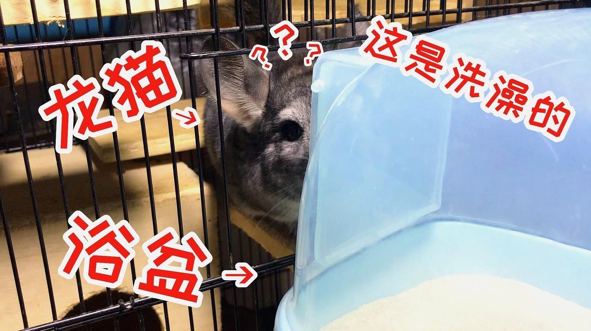 龍貓籠子多久清洗一次合適？：龍貓籠子多久換一次？