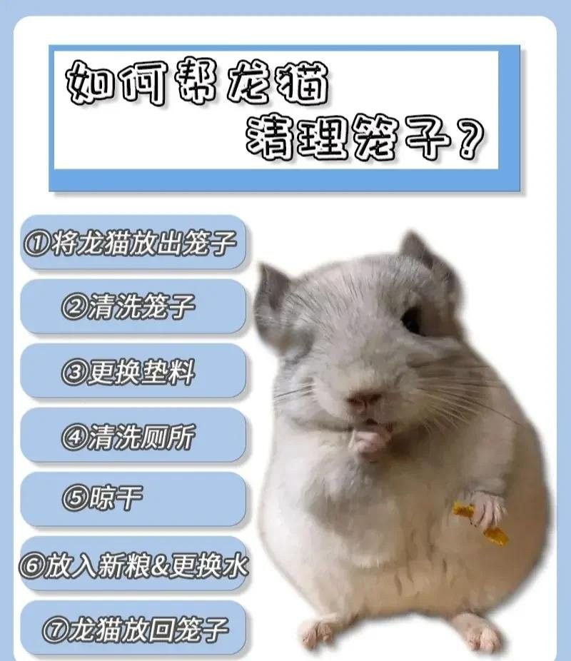 龍貓籠子多久清洗一次合適？：龍貓籠子多久換一次？