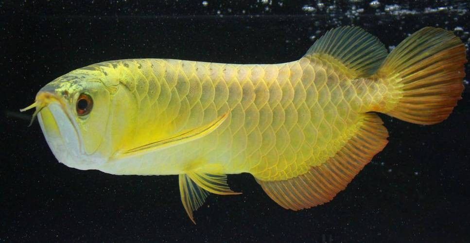 海水金龍魚有哪些品種圖片：海水金龍魚品種分類詳解:海水金龍魚品種分類詳解