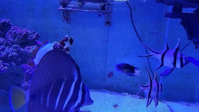 如何設置魚缸以減少沖突？：設置魚缸以減少沖突時