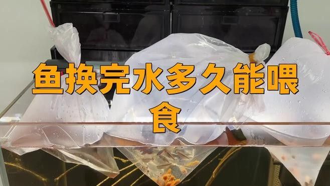 龍魚換水后多久開始喂食？：魚換水后多久開始喂食是一個值得探討的問題