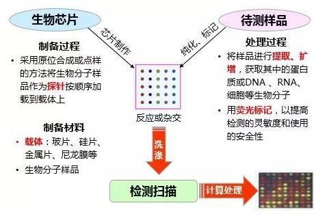 金龍魚芯片植入過程是怎樣的？：龍魚芯片植入全流程