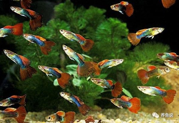 如何避免金龍魚吃<strong><mark>小金</mark></strong>魚：如何避免金龍魚吃<strong><mark>小金</mark></strong>魚？