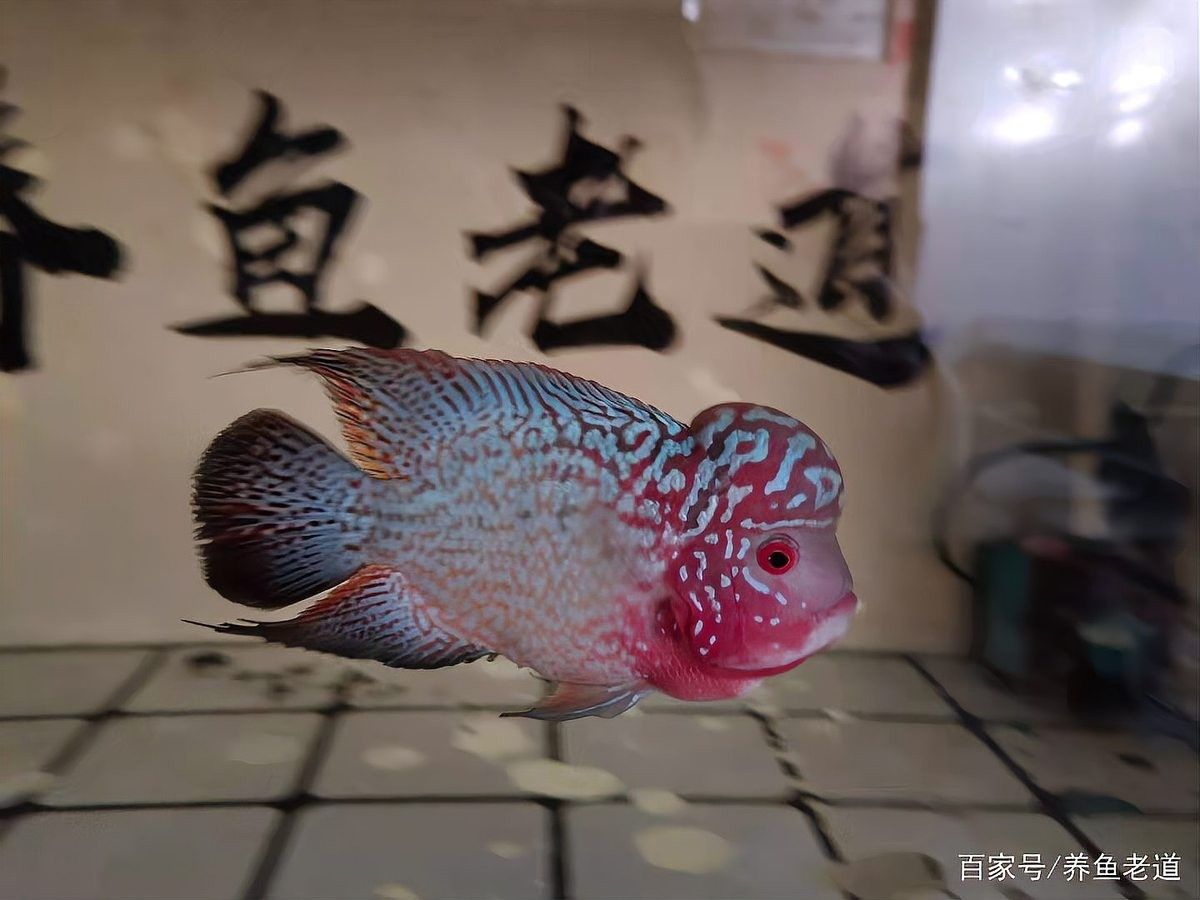 如何添加沙包魚：在家輕松制作沙包魚，口感酥脆，味道鮮美，