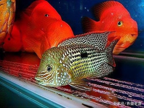 如何添加沙包魚：在家輕松制作沙包魚，口感酥脆，味道鮮美，