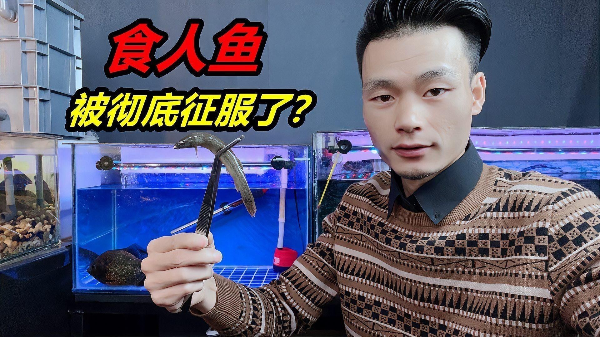 混養期間需要多久換一次水？：養魚人必看:換水頻率全解析!