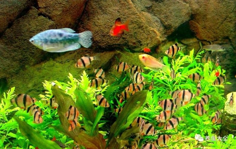 龍魚拉白便多久會好？：龍魚拉白便后多久喂食龍魚拉白便后多久喂食龍魚拉白便 龍魚拉白便多久會好？：龍魚拉白便后多久喂食龍魚拉白便后多久喂食龍魚拉白便 龍魚百科 第4張