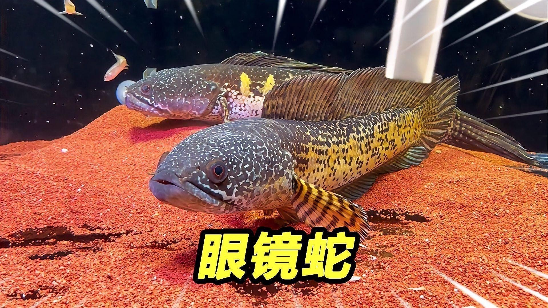 如何判斷雷龍魚是否適應混養環境：如何判斷雷龍魚是否適合與其他觀賞魚混養