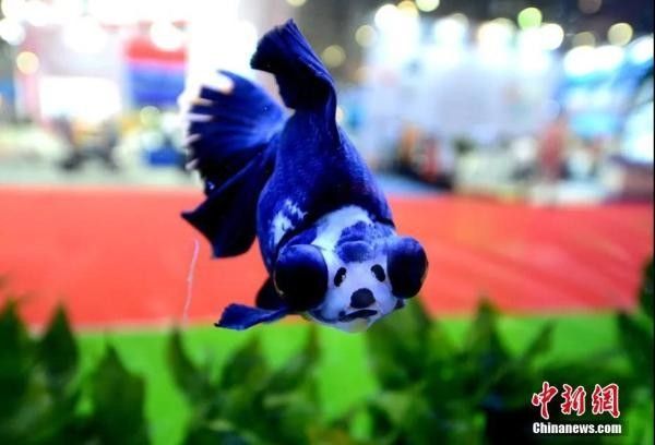 美國養龍魚需要辦理哪些手續：國養龍魚需要辦理哪些手續？