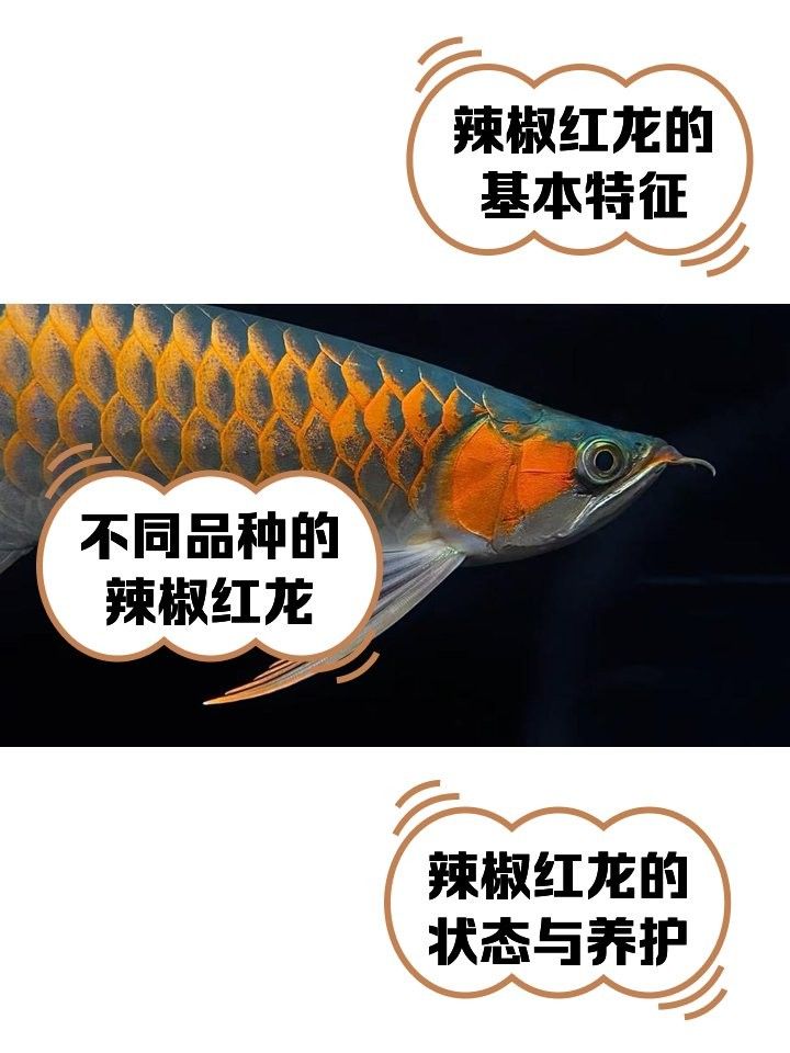 辣椒紅龍魚多久換一次水？：關于辣椒紅龍魚多久換一次水，換水頻率與水量全解析