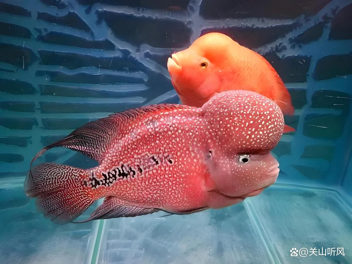 混養恐龍魚和羅漢魚需要哪些躲避物？：養恐龍魚和羅漢魚時 混養恐龍魚和羅漢魚需要哪些躲避物？：養恐龍魚和羅漢魚時 龍魚百科 第9張